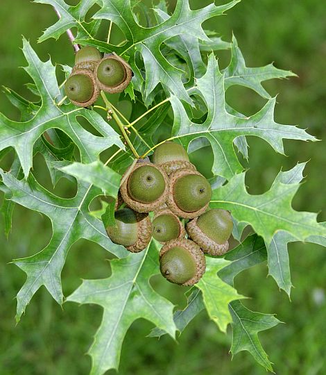 Quercus palustris